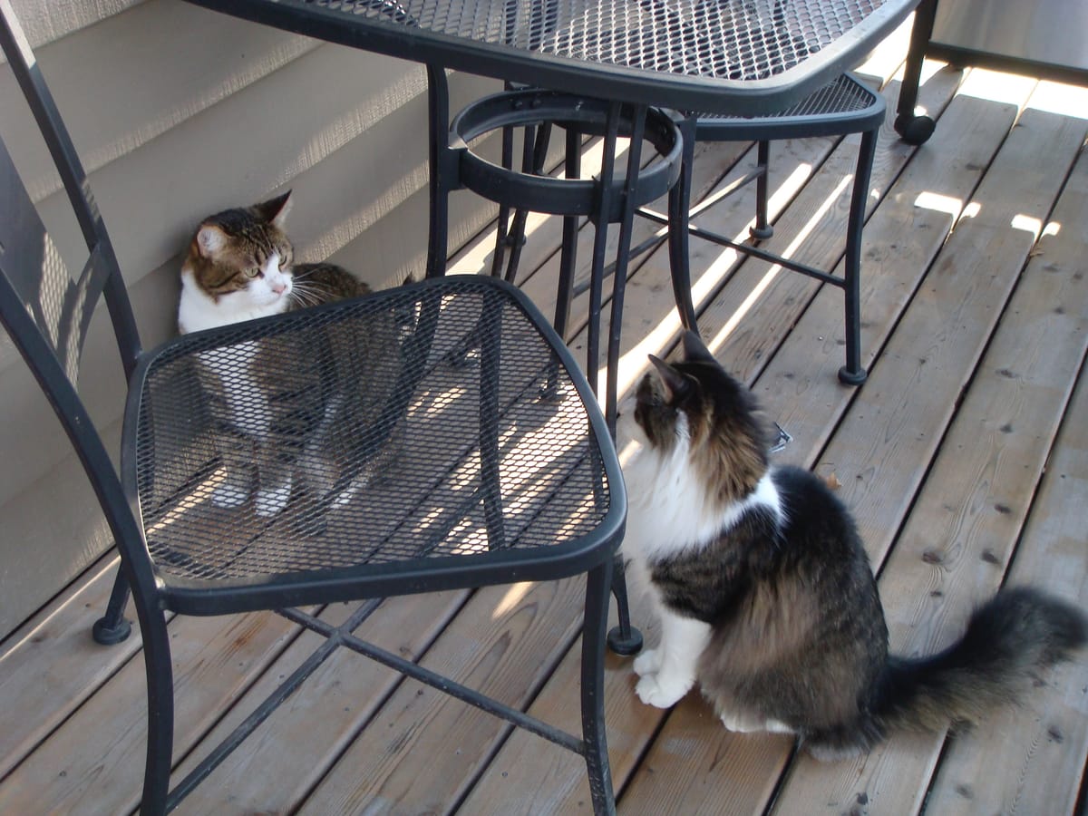 Two cats on a deck staring intently at each other