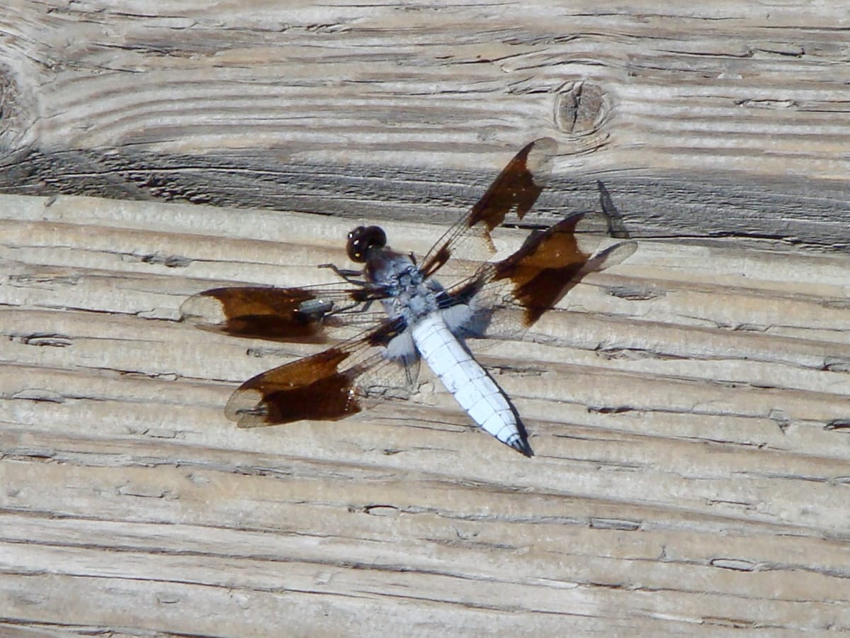 A photo of a brown and white dragonfly I took in Yellowstone