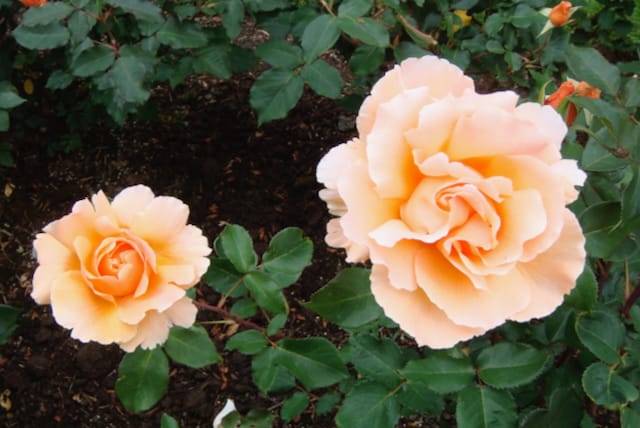 A photo of two roses on a rose bush