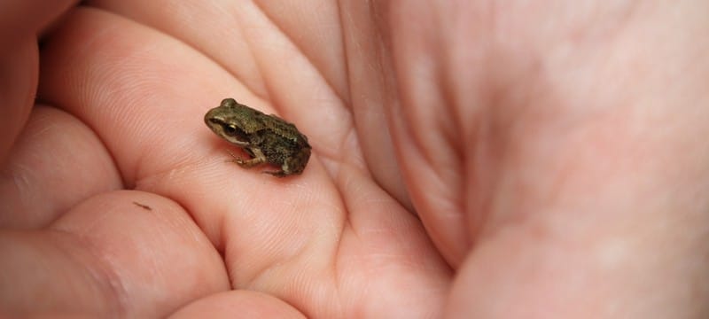 A photo of a person's palm holding a tiny frog