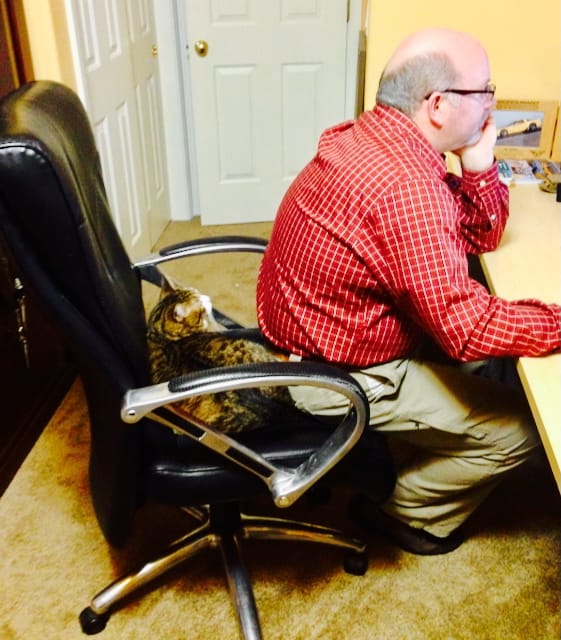 A cat lying in an office chair stares at the man perched on the front edge of the chair working 